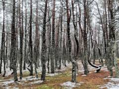 Куршская коса и Зеленоградск + дегустация в Шаакендорф Куршская коса и Зеленоградск + дегустация в Шаакендорф
