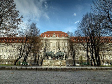 Зубры Зубры