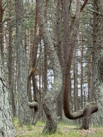 Куршская коса и Зеленоградск на машине