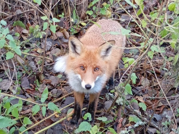 Куршская коса и Зеленоградск на машине