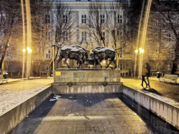 борющиеся зубры