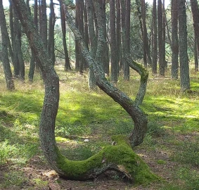 Приватное путешествие к заповедной косе и городу котов Приватное путешествие к заповедной косе и городу котов