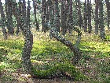 Идеальное путешествие по Куршской косе и Зеленоградску