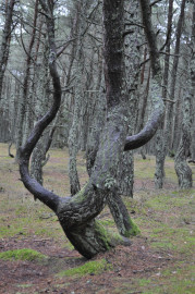 Откровение природы и шёпот истории: ваше идеальное путешествие по Куршской косе и Зеленоградску Откровение природы и шёпот истории: ваше идеальное путешествие по Куршской косе и Зеленоградску