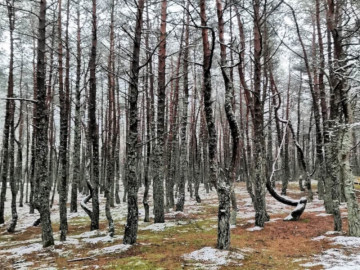 Куршская коса и Зеленоградск + дегустация в Шаакендорф