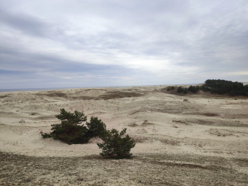 Заповедная Куршская коса