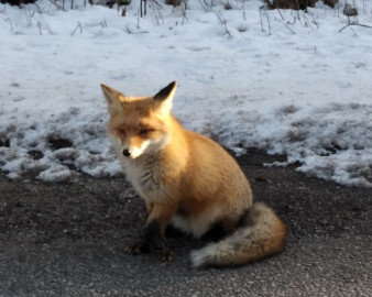 Заповедная Куршская коса