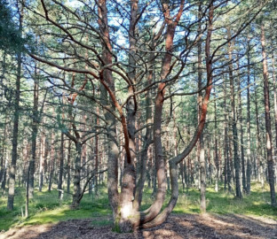 Заповедная Куршская коса