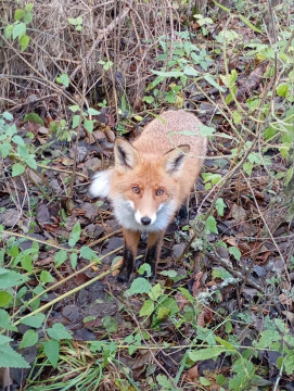 Знакомство с Куршской косой и прогулки по Зеленоградску Знакомство с Куршской косой и прогулки по Зеленоградску