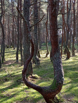 Знакомство с Куршской косой и прогулки по Зеленоградску Знакомство с Куршской косой и прогулки по Зеленоградску