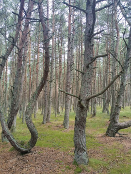 Знакомство с Куршской косой и прогулки по Зеленоградску Знакомство с Куршской косой и прогулки по Зеленоградску