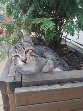 Знакомство с Куршской косой и прогулки по Зеленоградску Знакомство с Куршской косой и прогулки по Зеленоградску