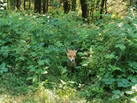 Знакомство с Куршской косой и прогулки по Зеленоградску Знакомство с Куршской косой и прогулки по Зеленоградску