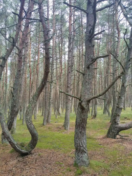 Знакомство с Куршской косой и прогулки по Зеленоградску Знакомство с Куршской косой и прогулки по Зеленоградску